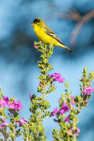 Arizona-Santa Cruz County Lesser goldfinch on flower